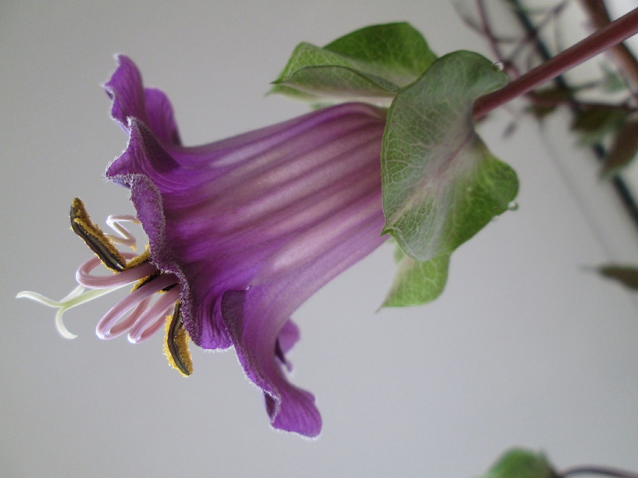 bell vine climber blossom free photo