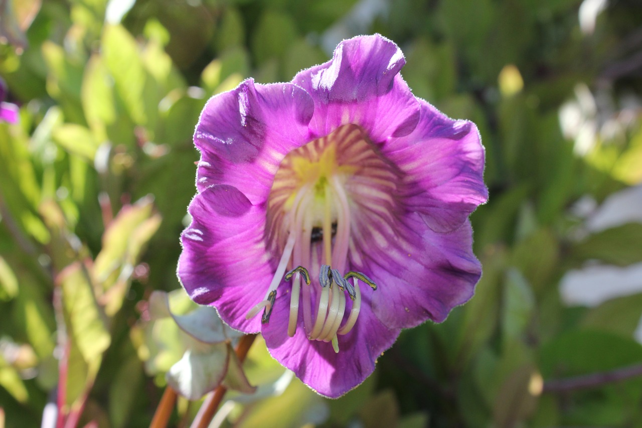 bell vine blossom bloom free photo