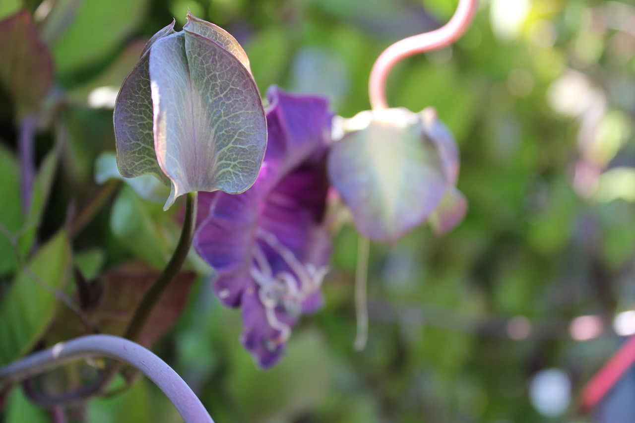 bell vine closed flower close free photo