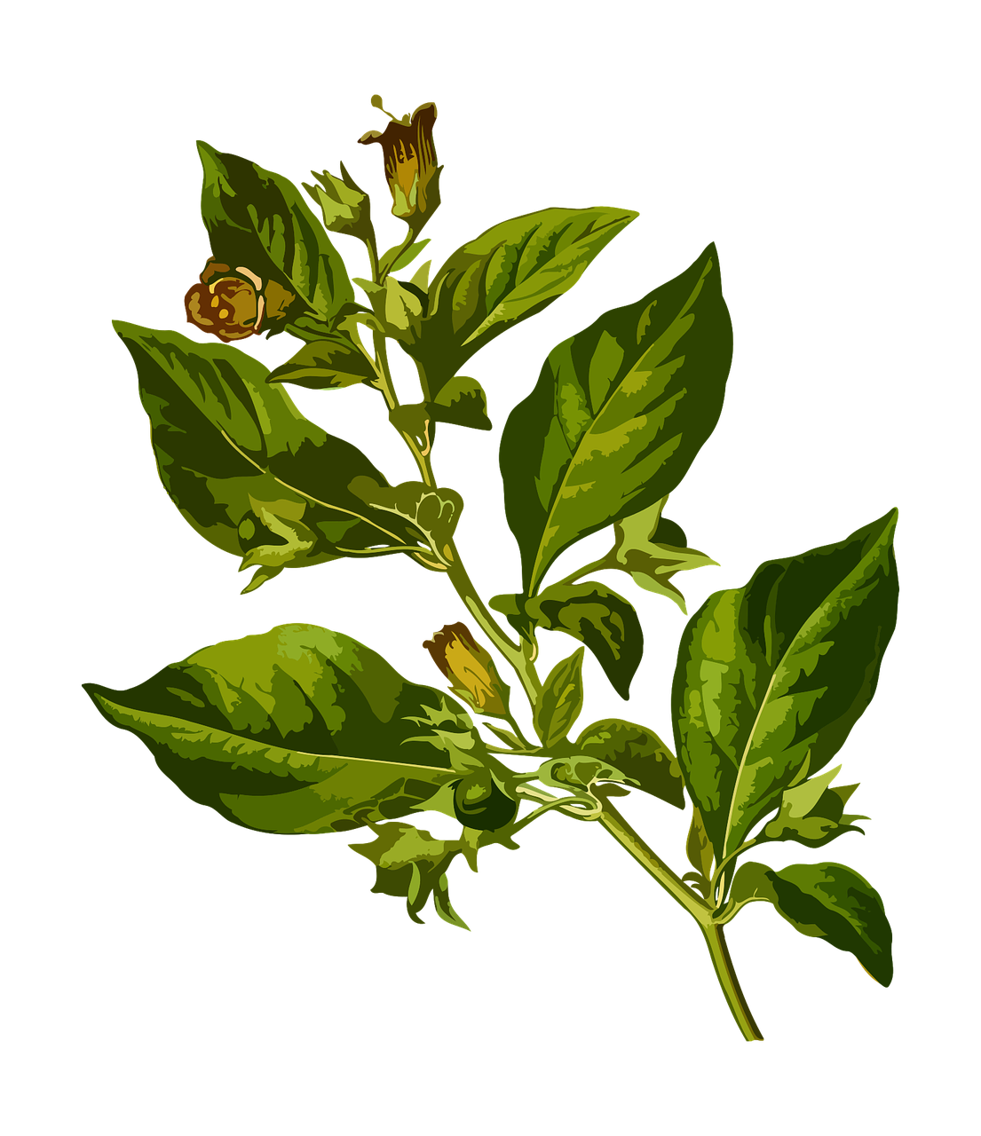 belladonna deadly herbal free photo