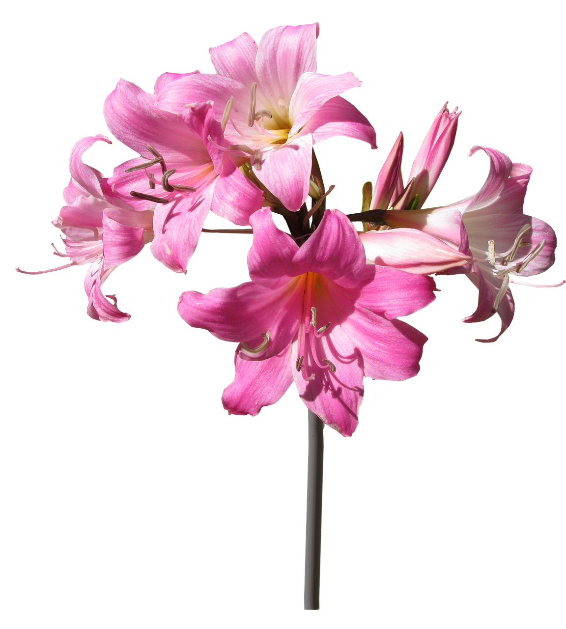 belladonna lily flower free photo