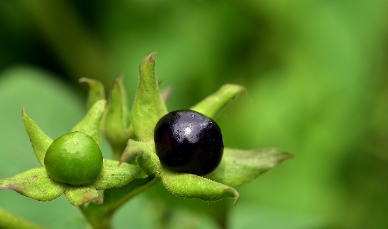 belladonna  toxic  nachtschattengewächs free photo