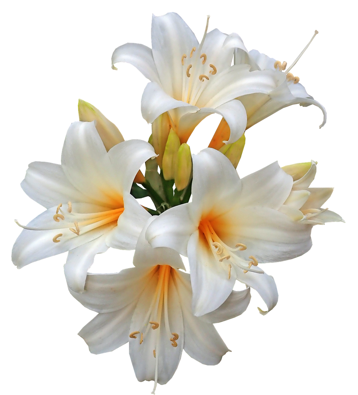 belladonna  lilies  easter lilies free photo