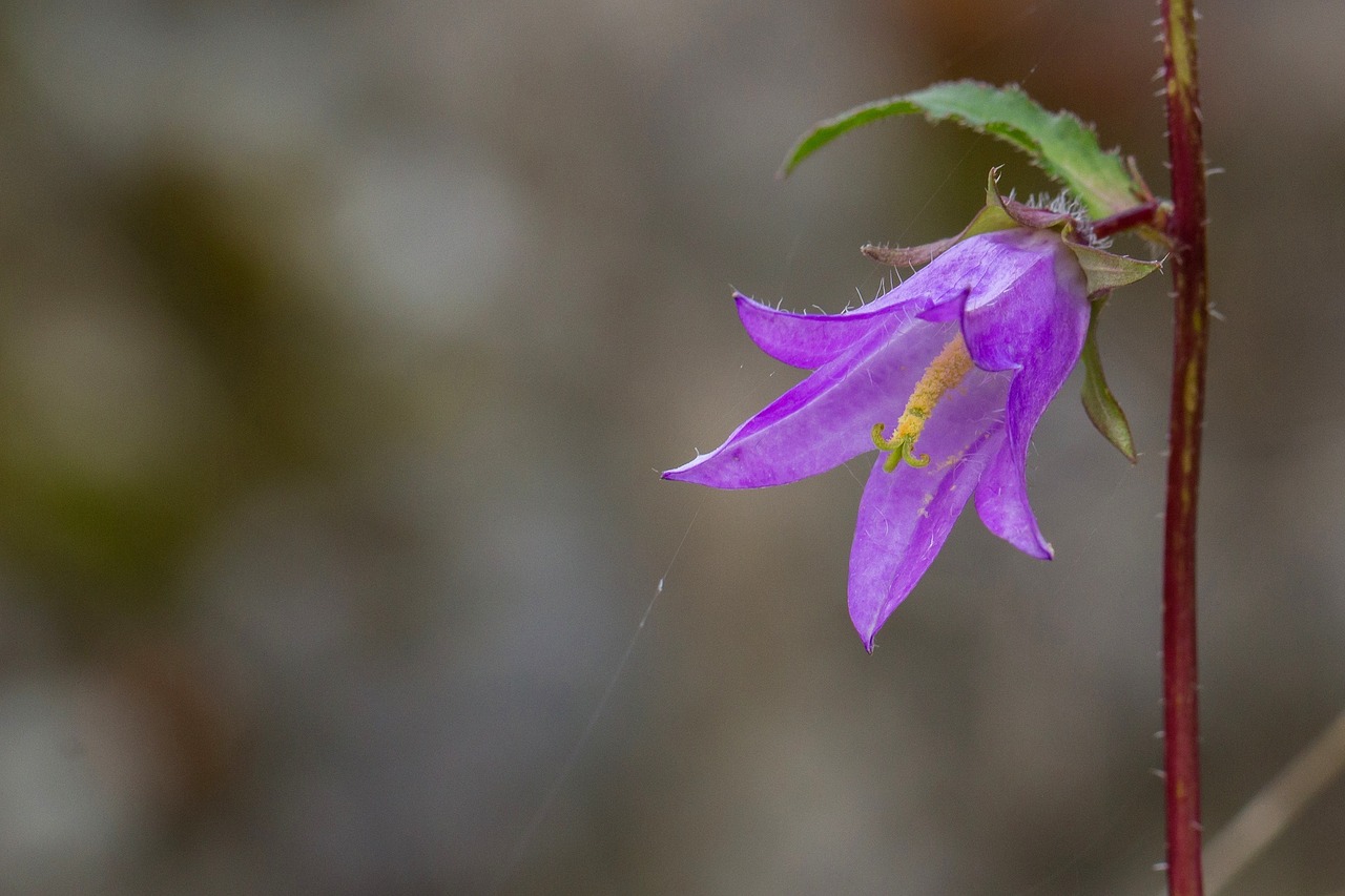 bellflower blossom bloom free photo