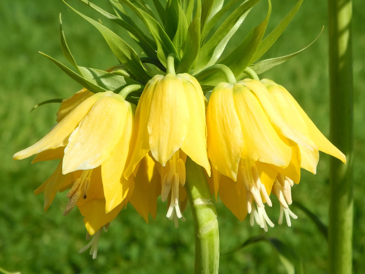 bellflower flower nature free photo