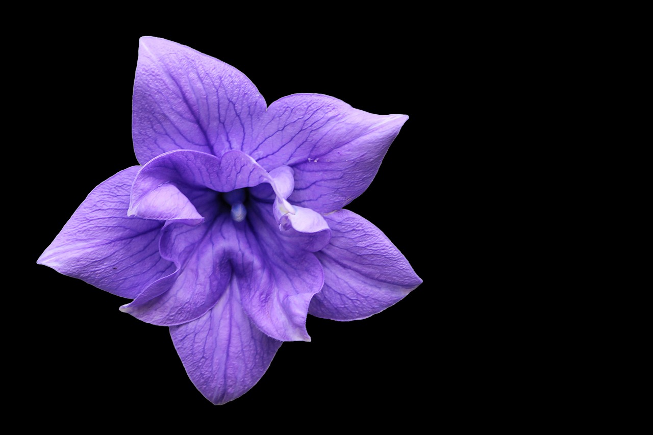 balloon flower violet blossom free photo