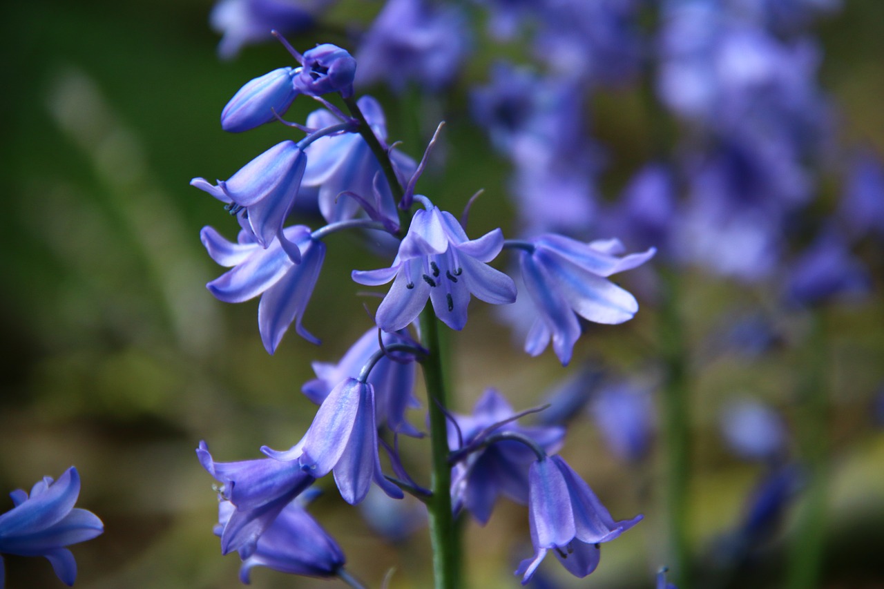 bellflower bells blue free photo