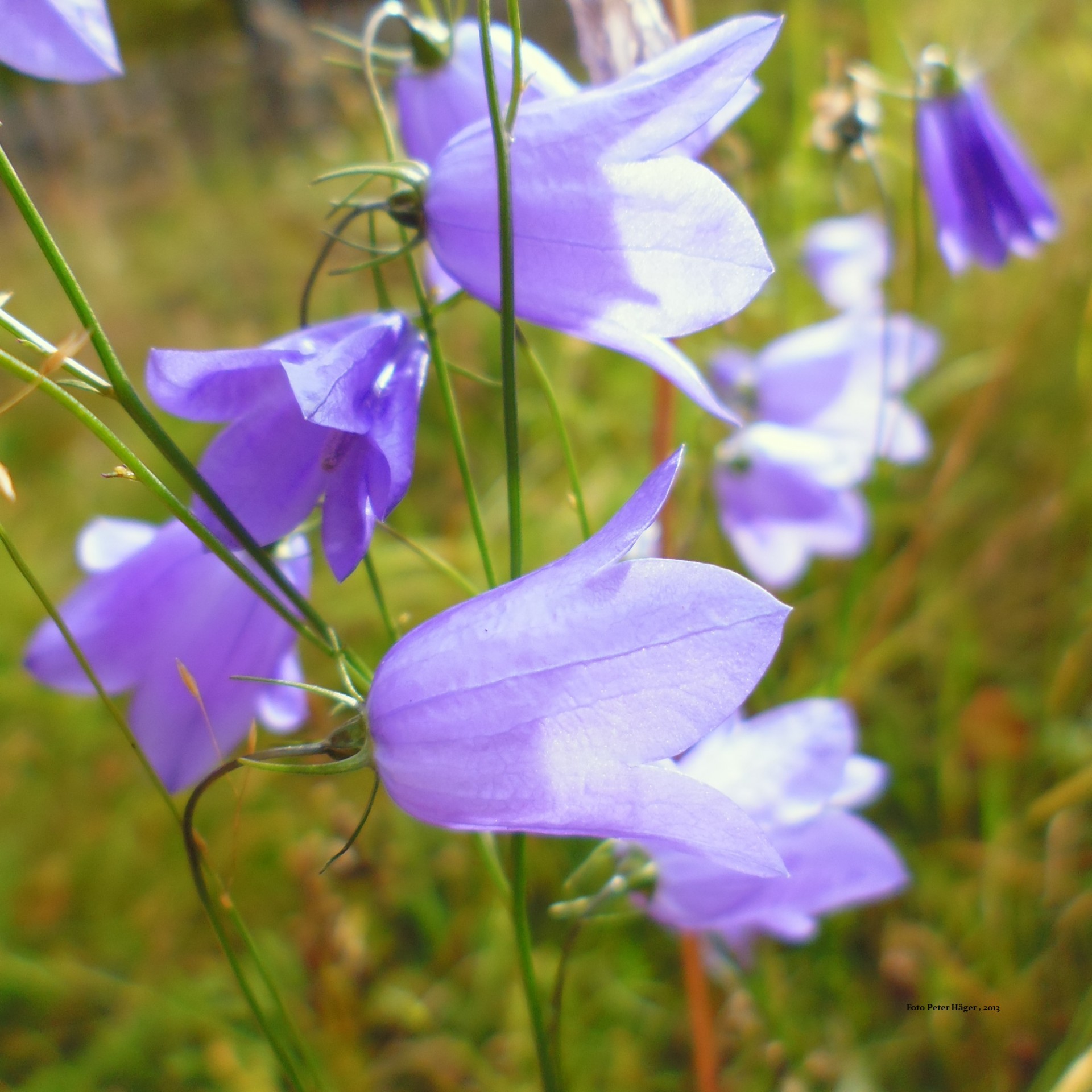 bellflower bellflower free pictures free photo