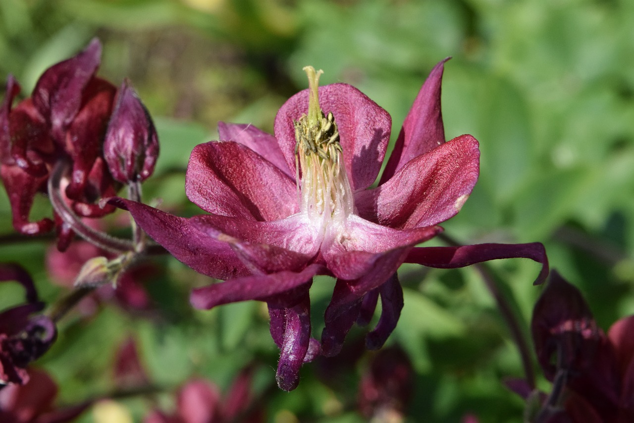 bellflower purple flower free photo