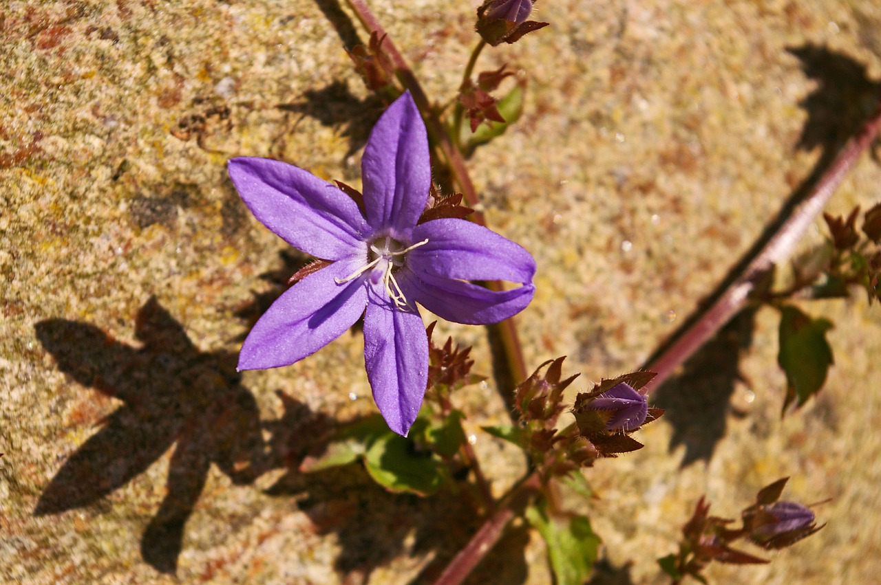 bellflower purple blue free photo