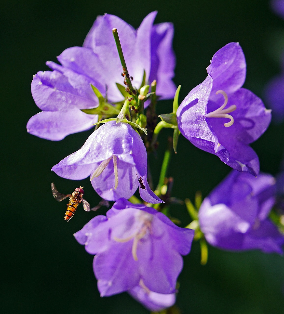 bellflower hoverfly summer free photo
