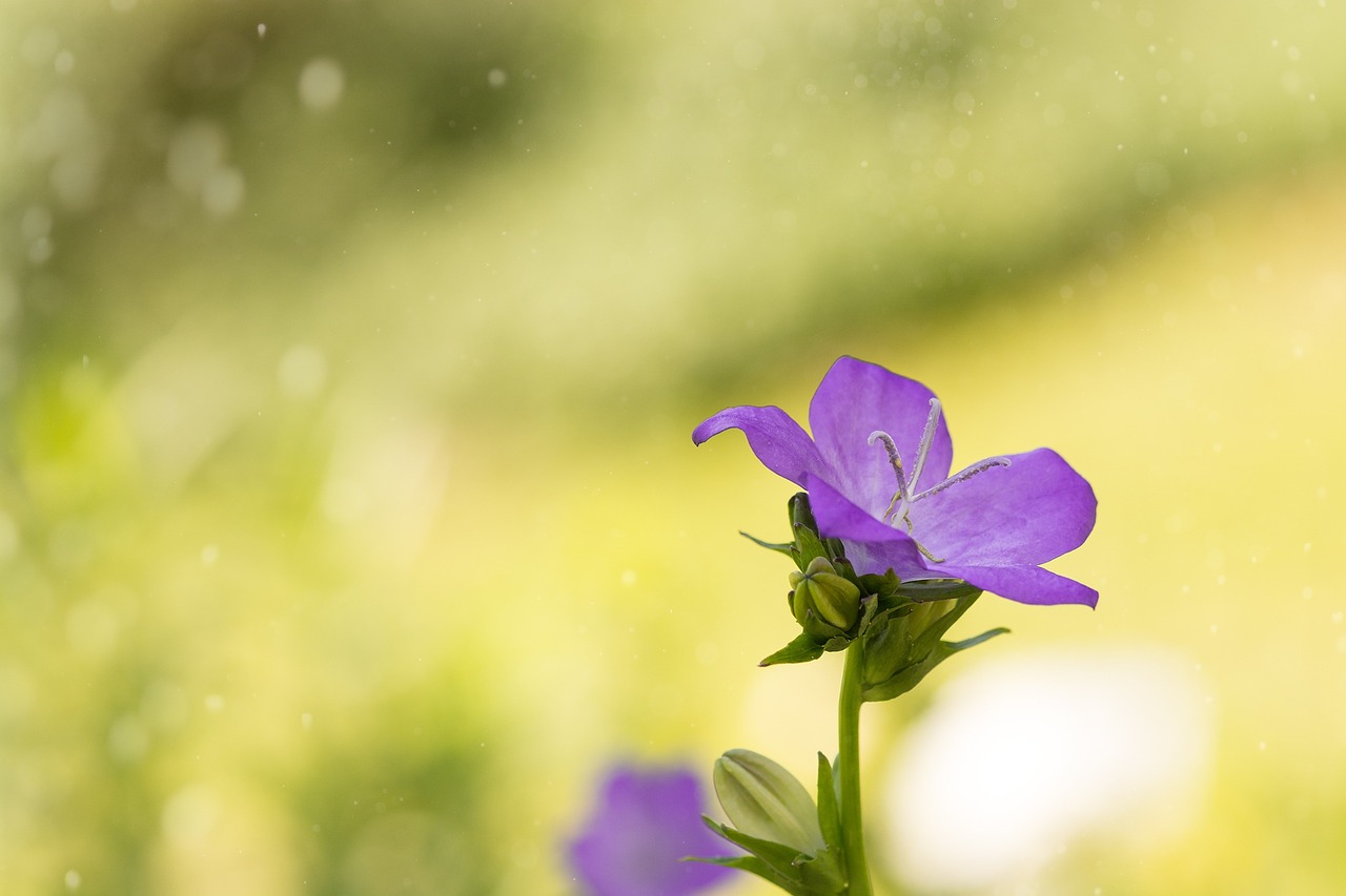 bellflower purple pink free photo