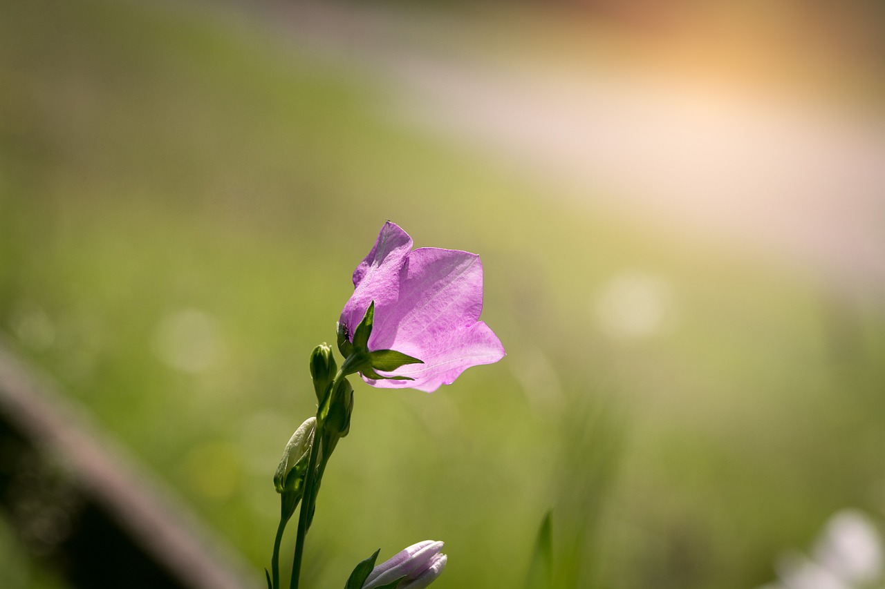 bellflower flower pink free photo