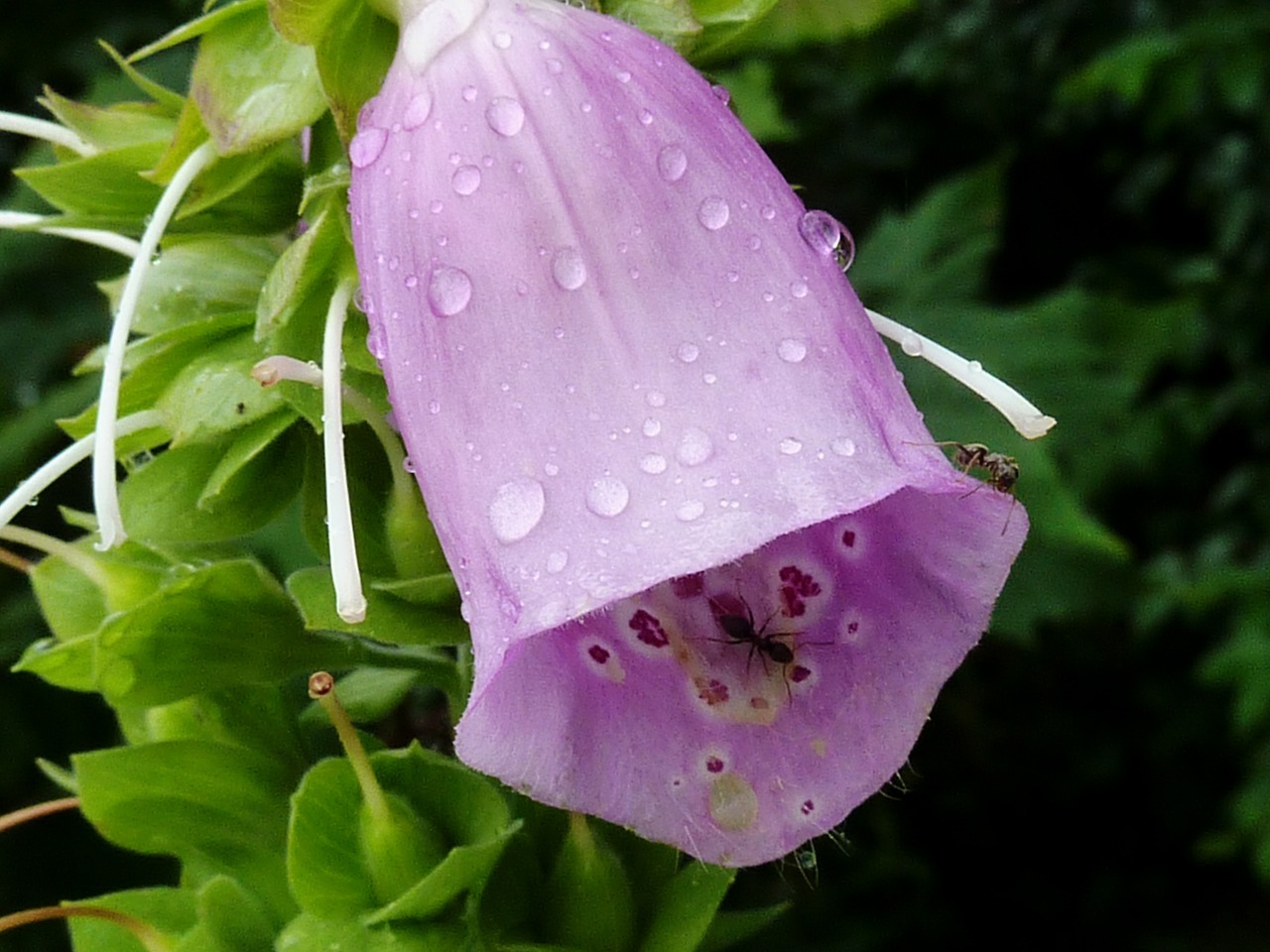 bellflower purple flower free photo