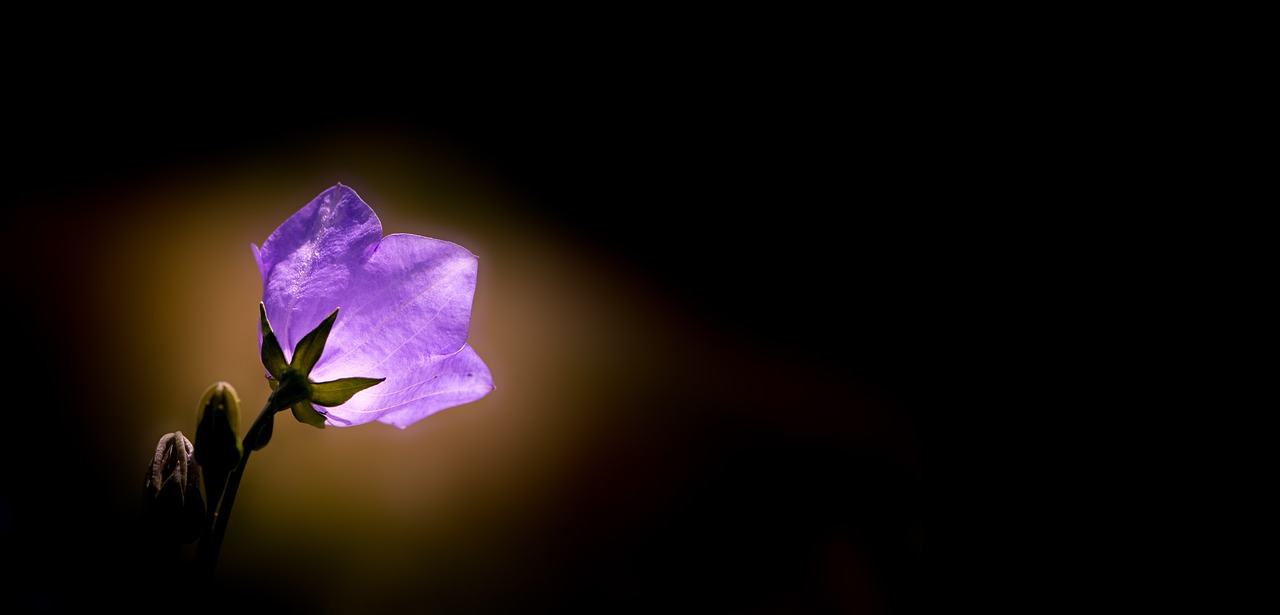 bellflower flower violet free photo