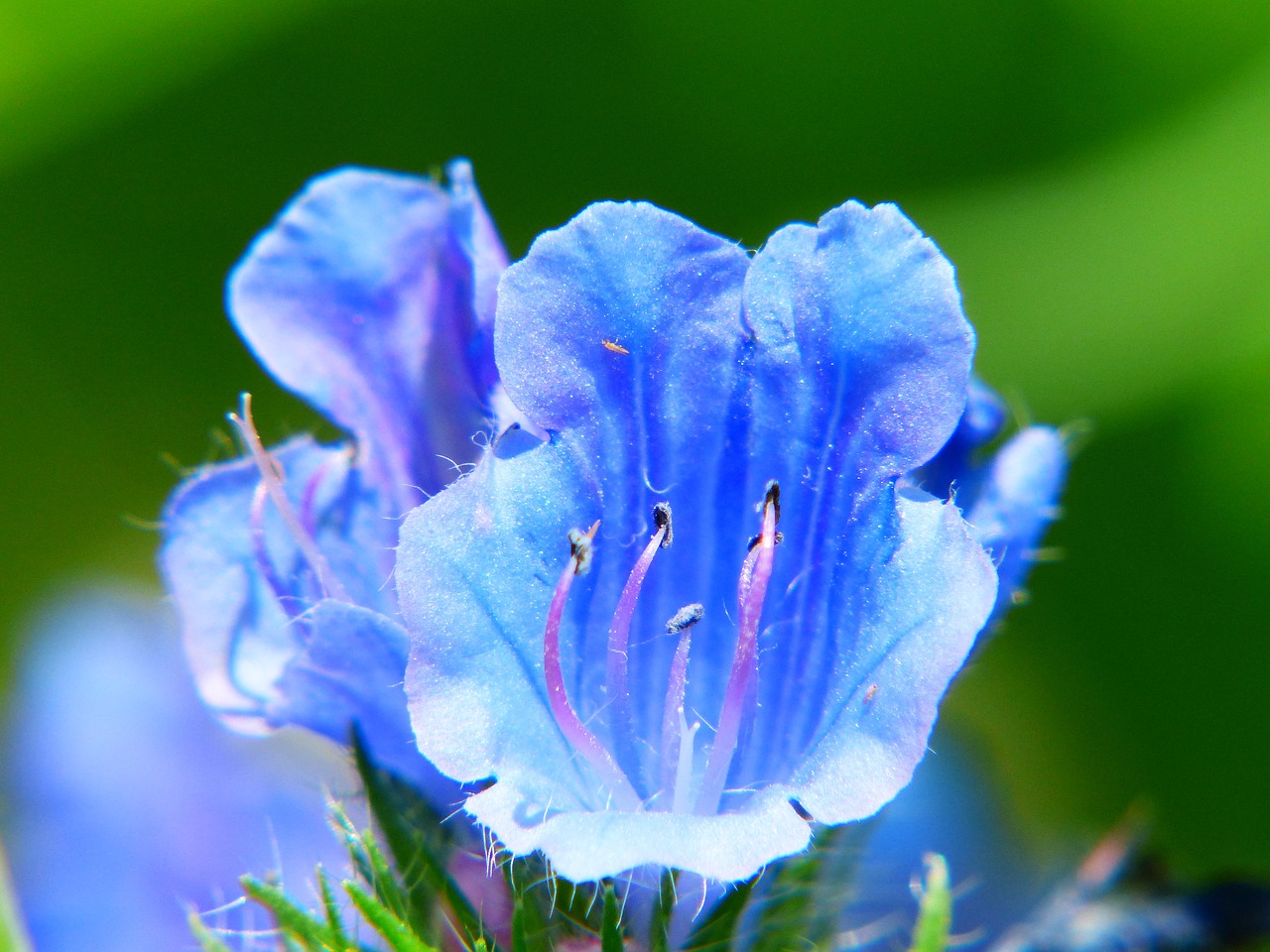 bellflower flower meadow blue free photo