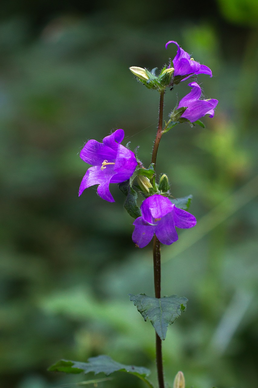 bellflower campanula blossom free photo