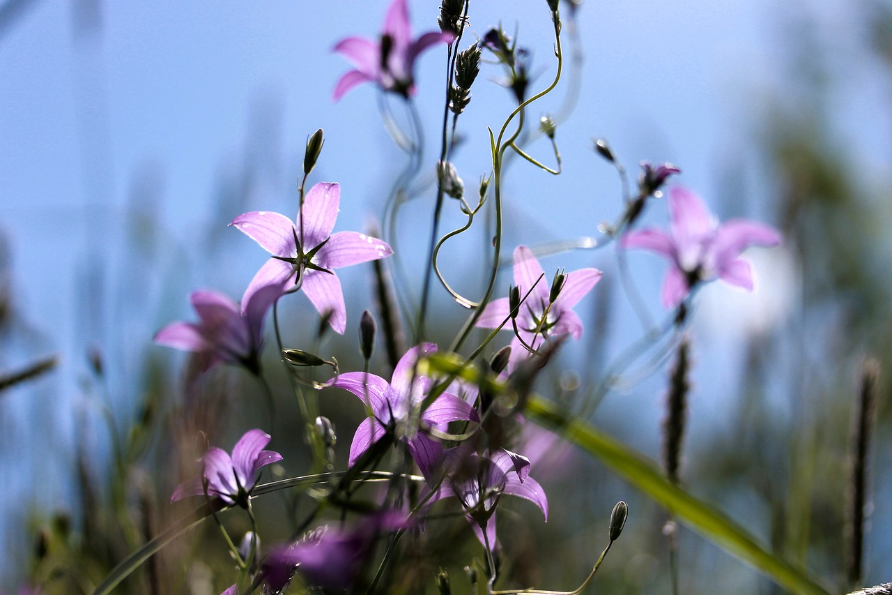 bellflower purple flower meadow free photo