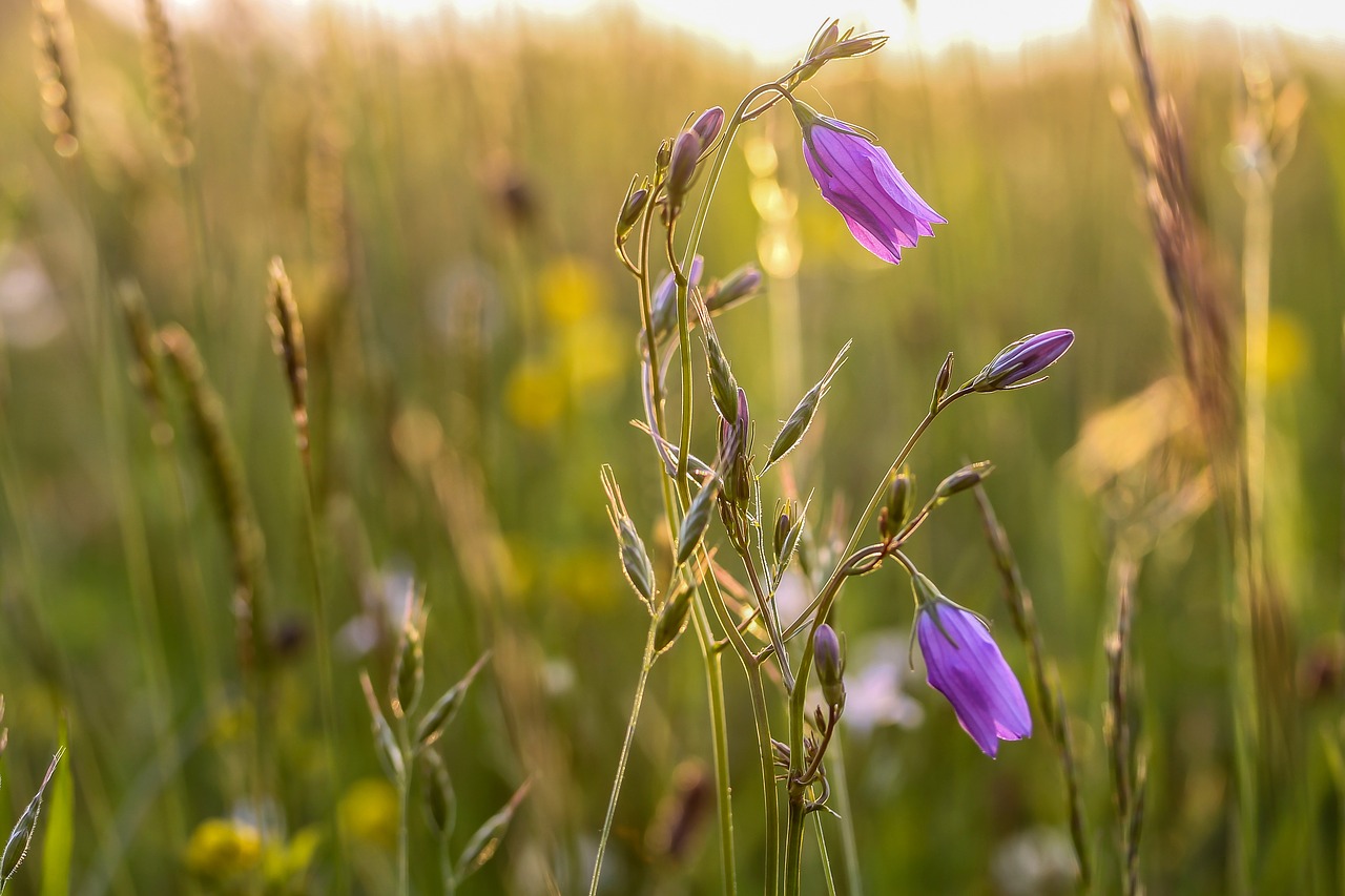 bellflower meadow plant free photo