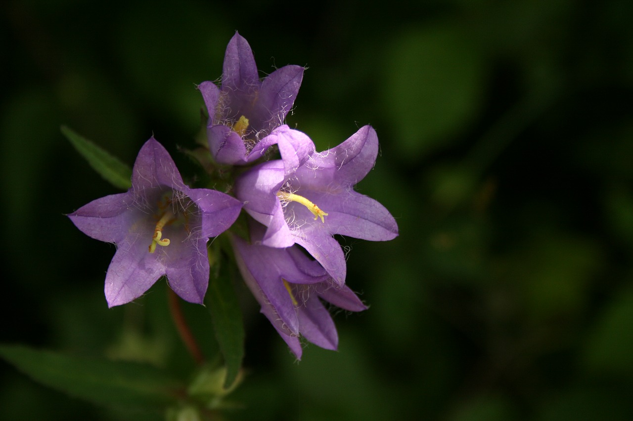 bellflower flowers summer free photo