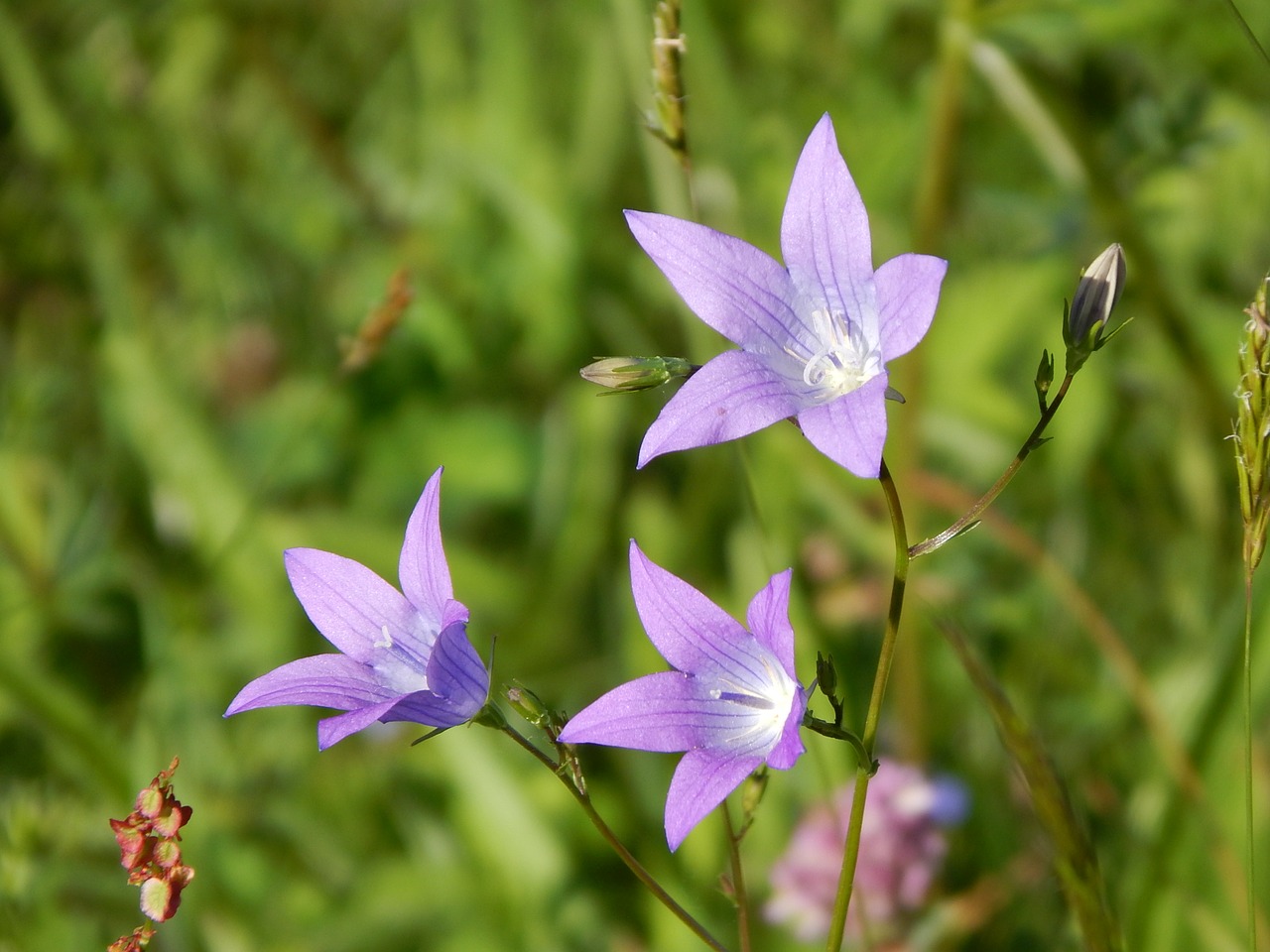 bellflower summer blossom free photo