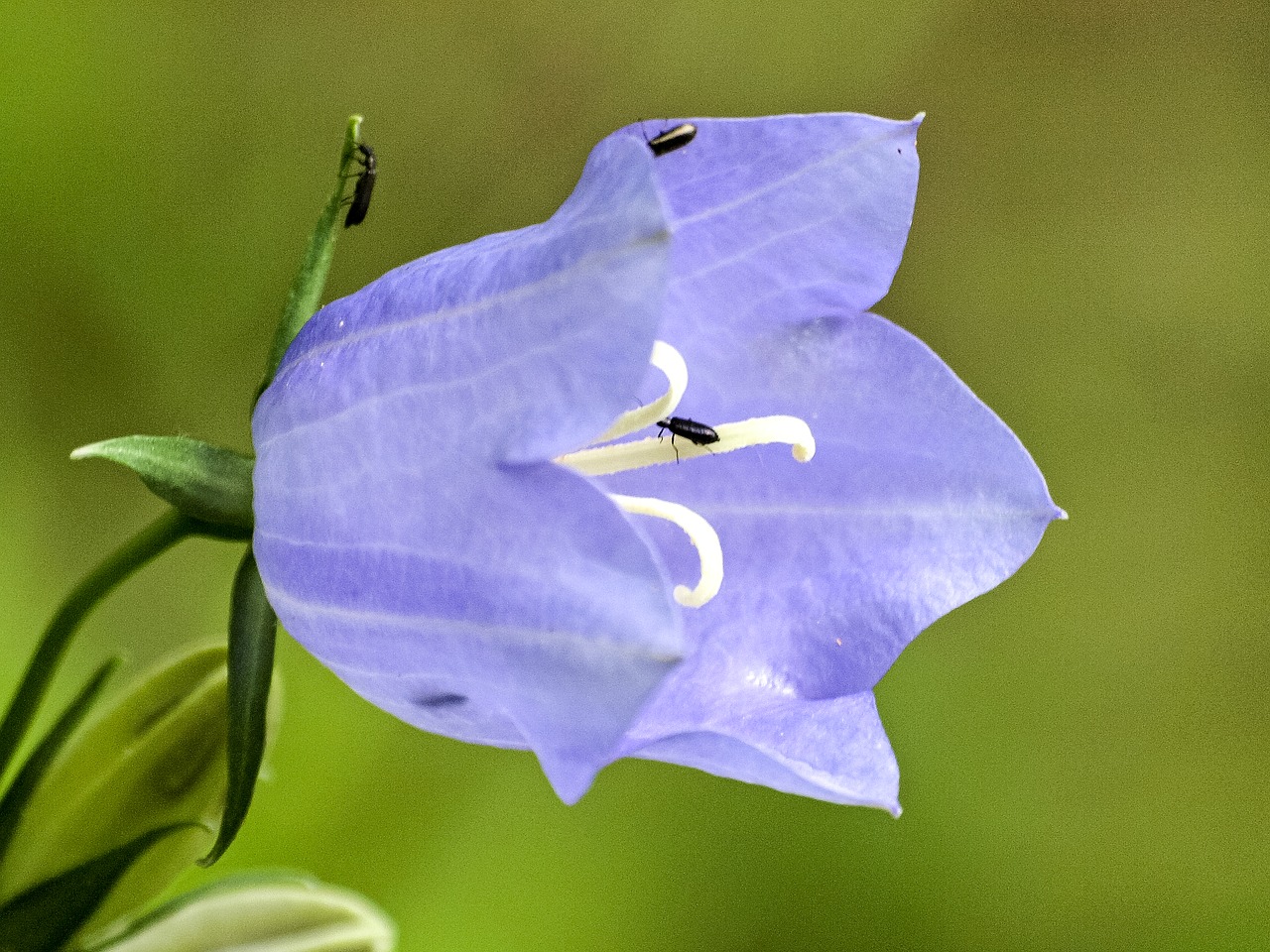 bellflower flower blossom free photo