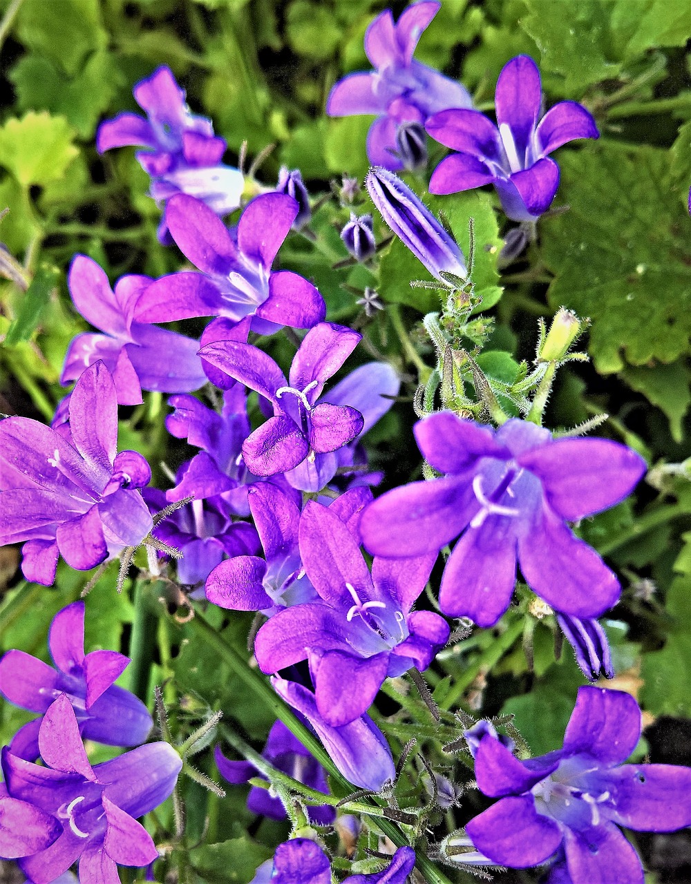 bellflower campanula small flowers free photo