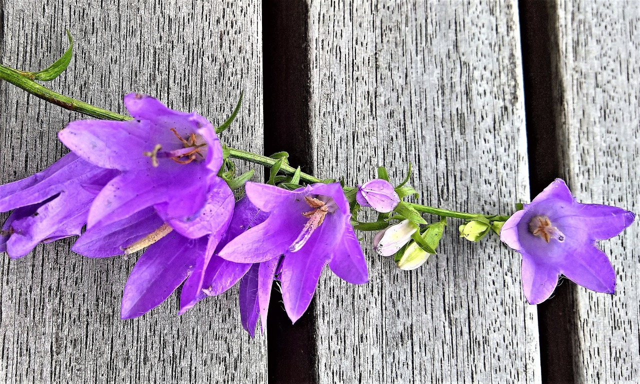 bellflower individual blütenrispe purple flowers free photo