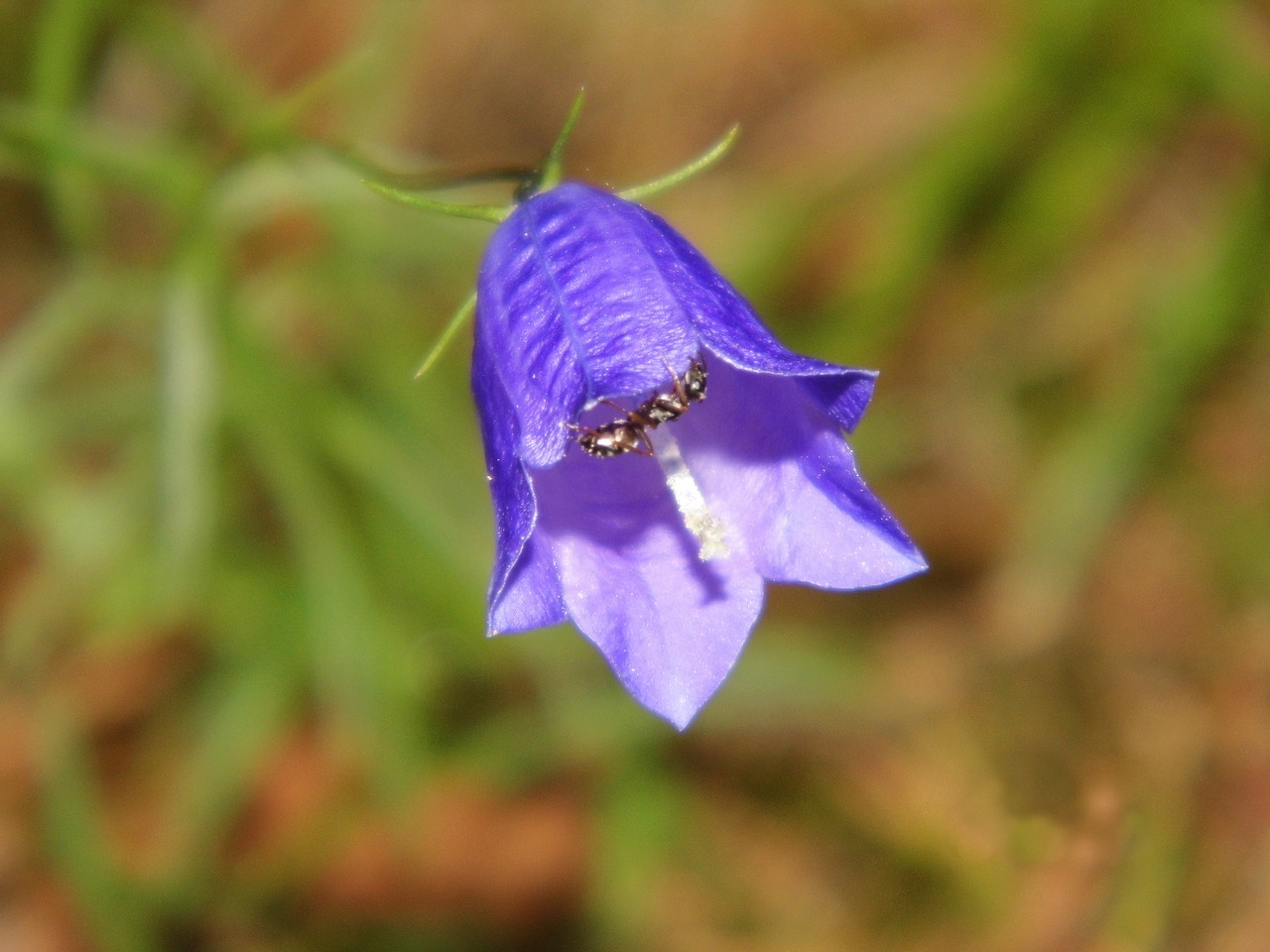 bellflower ant flower free photo