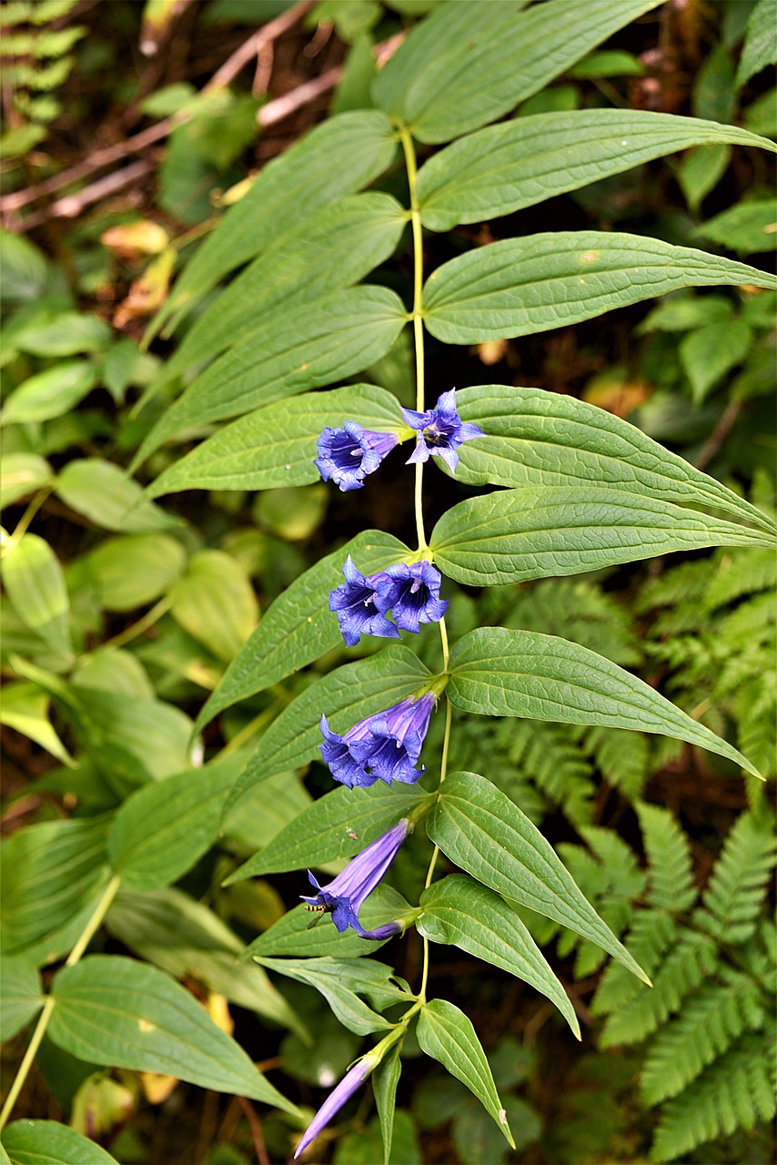 bellflower blossom bloom free photo