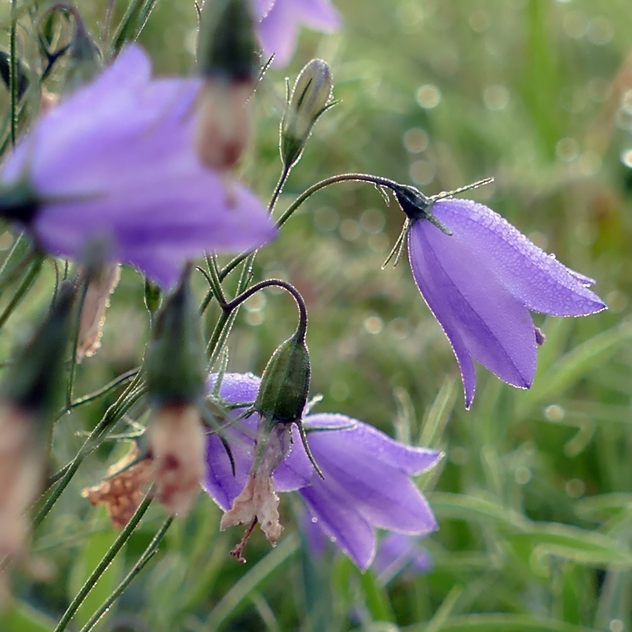 bellflower purple dewdrop free photo