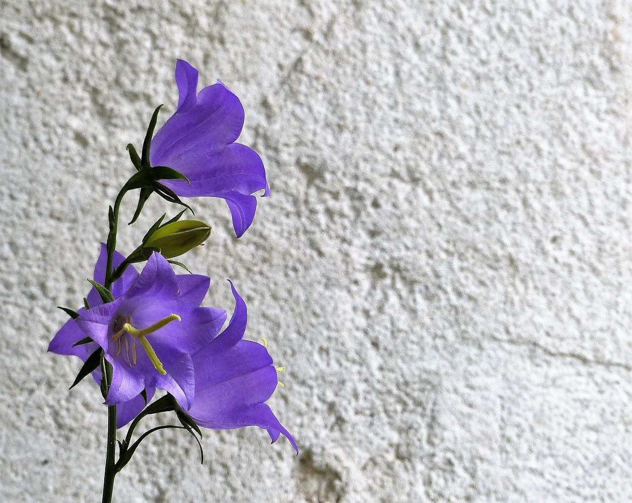 bellflower blue flower free photo