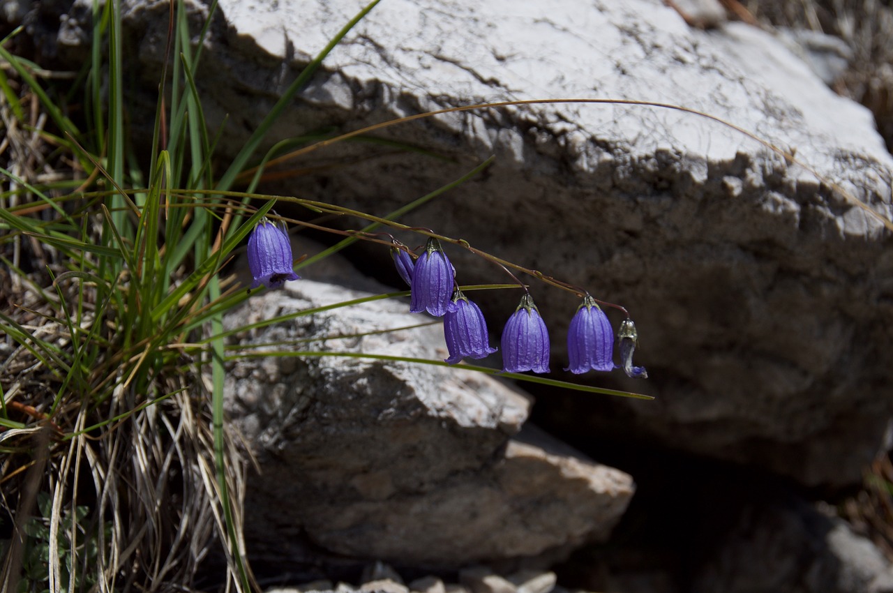 bellflower flower violet free photo