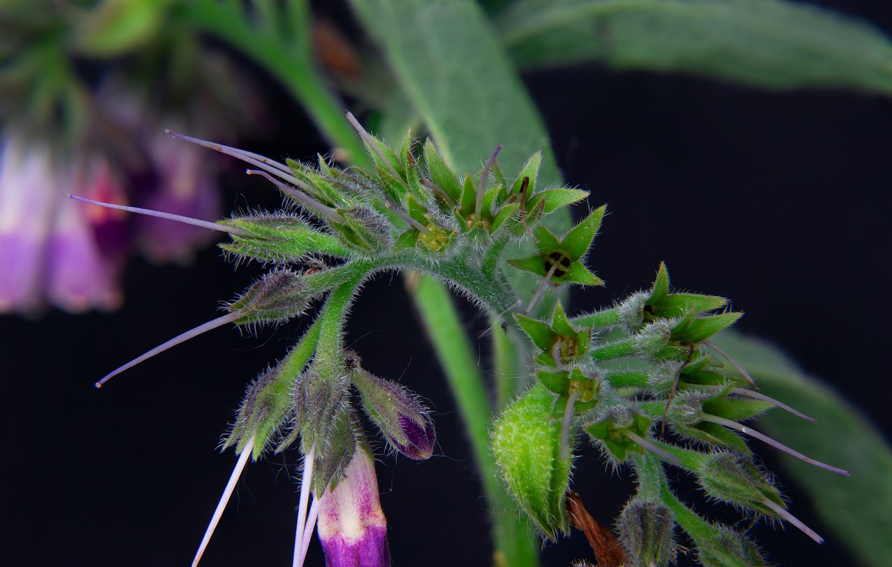 bellflower  bud  insists free photo