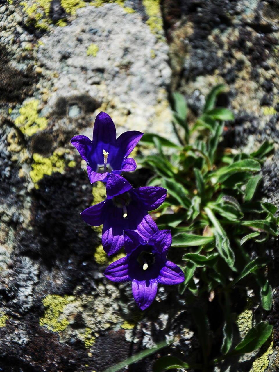 bellflower  flower  nature free photo