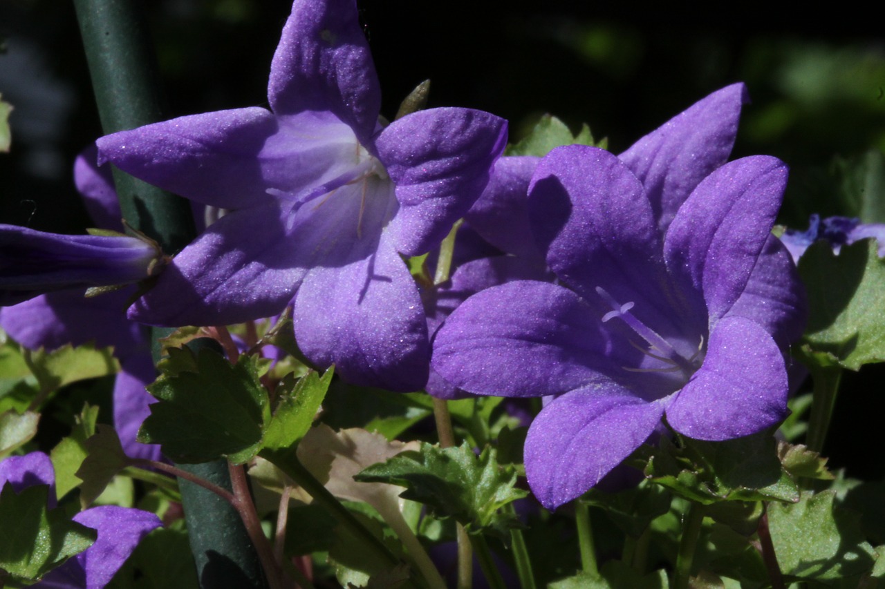 bellflower  purple flowers  bells free photo