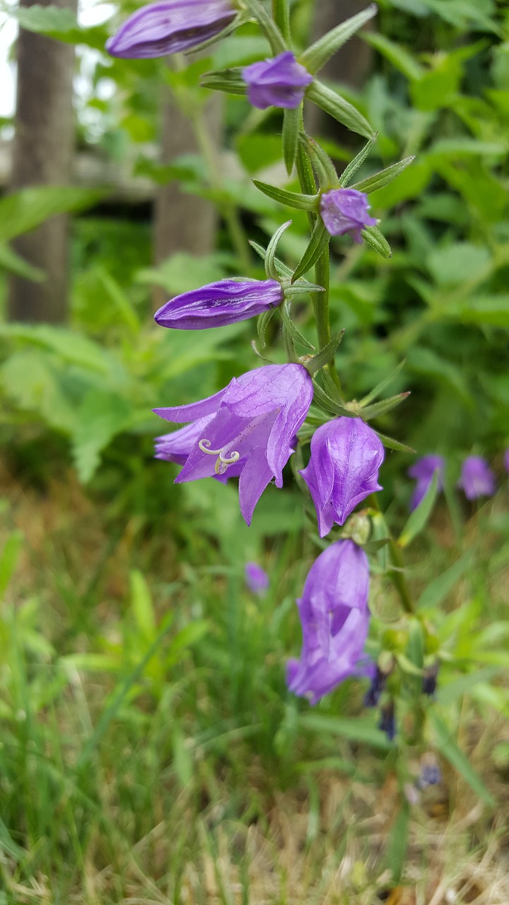 bellflower  plant  garden free photo