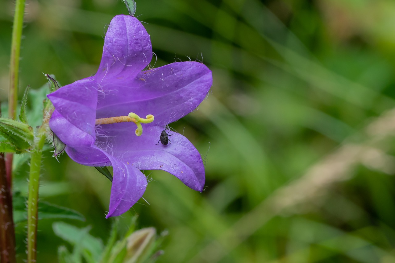 bellflower  blossom  bloom free photo