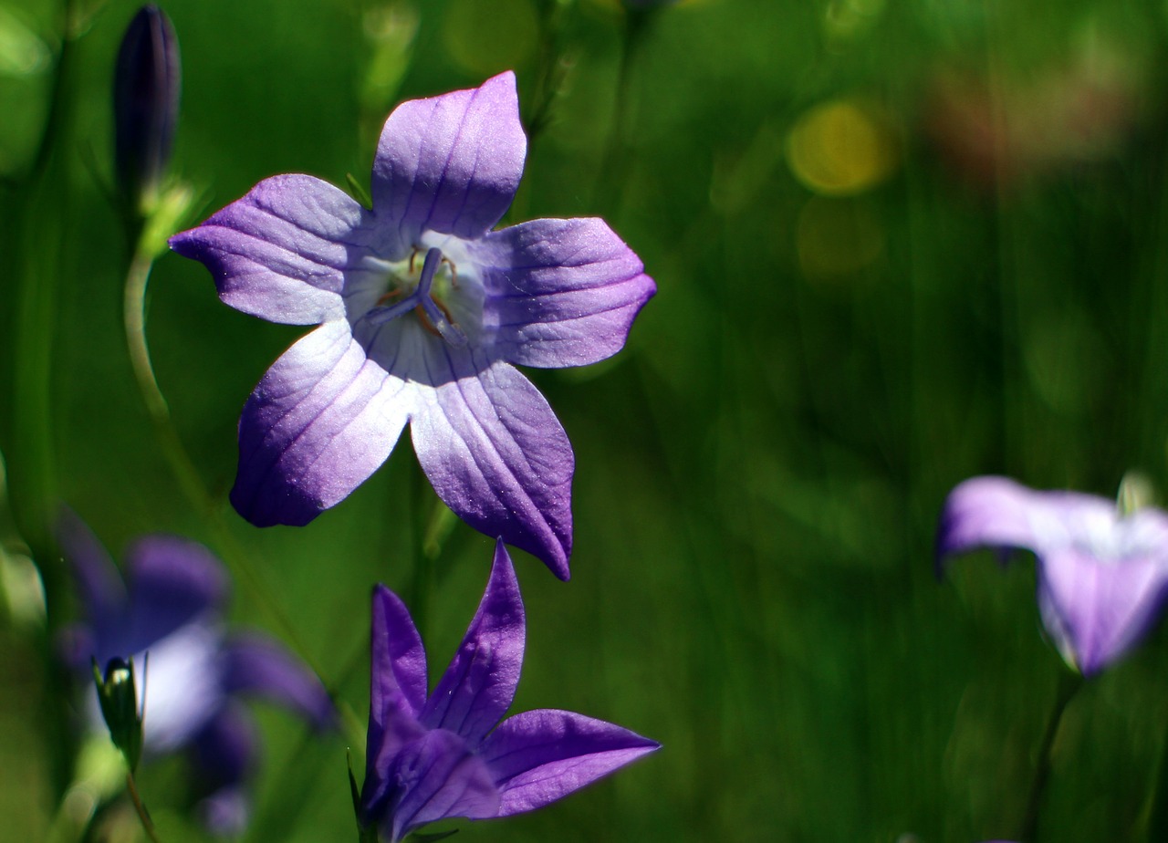 bellflower flower blossom free photo