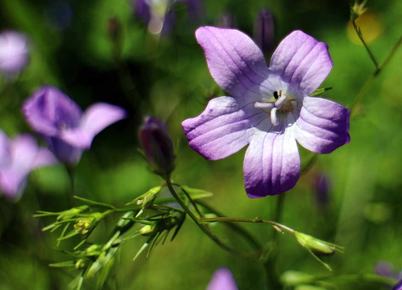 bellflower flower blossom free photo