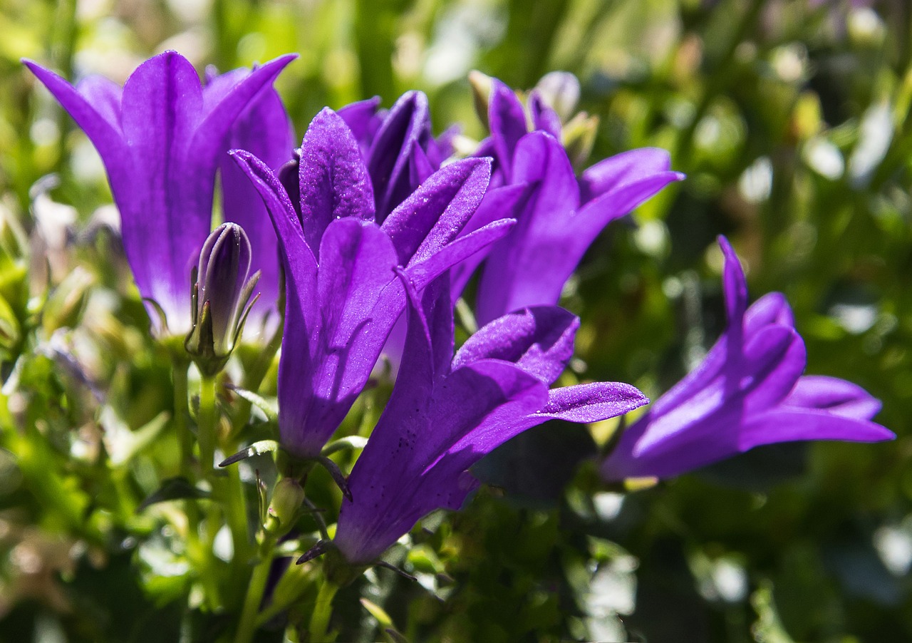 bellflower  plant  ornamental plant free photo