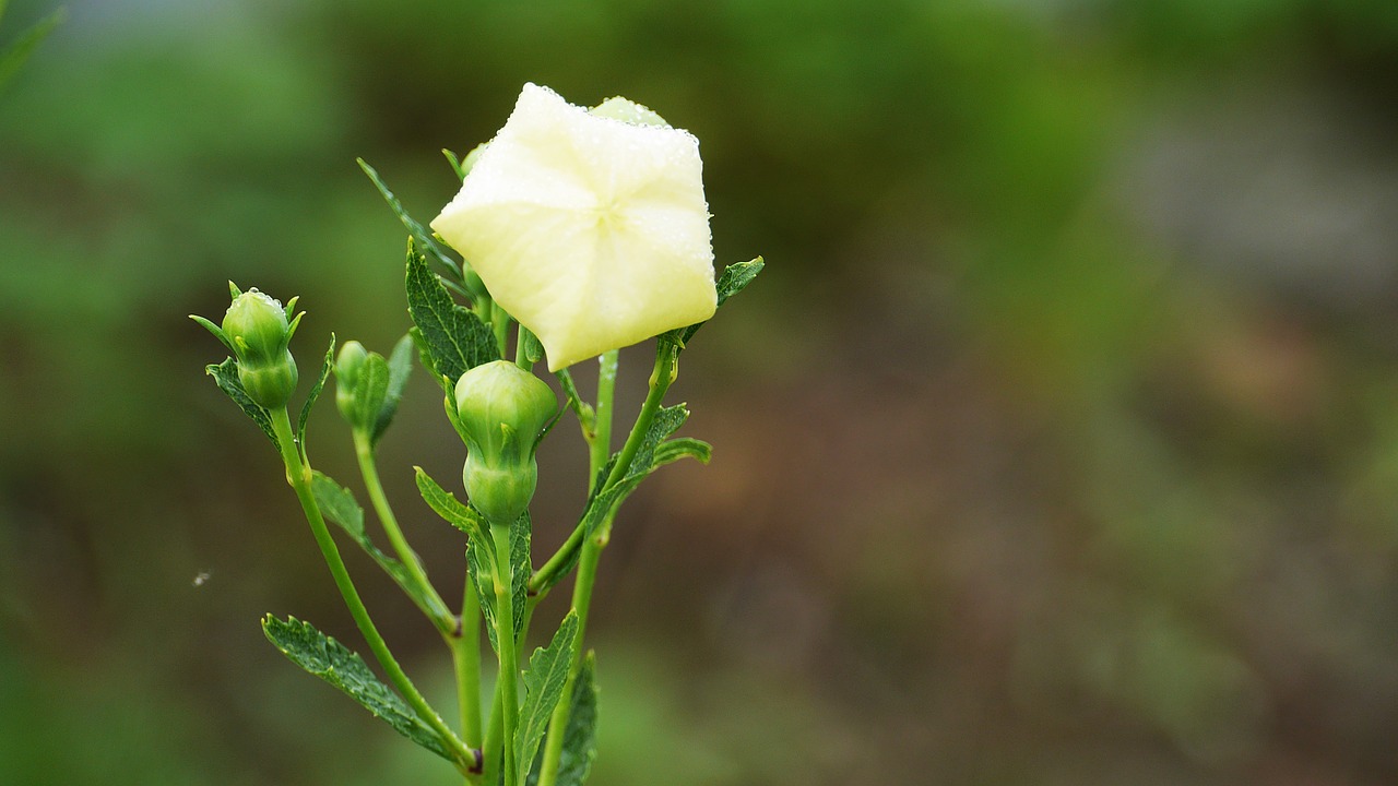 bellflower  white  white flowers free photo