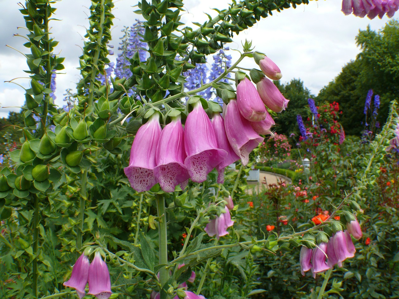 bellflower pink bloom free photo