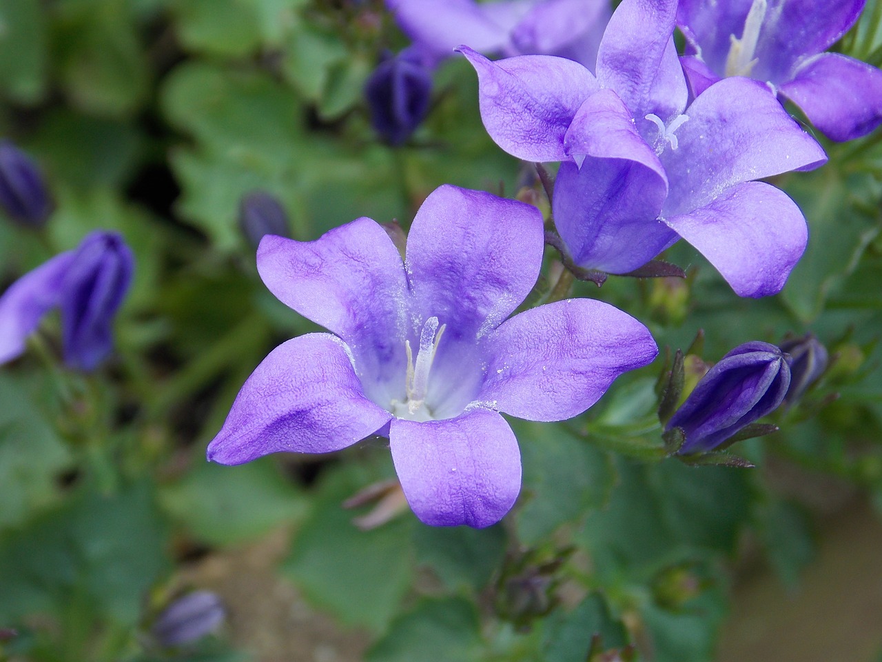 bellflower nature blossom free photo