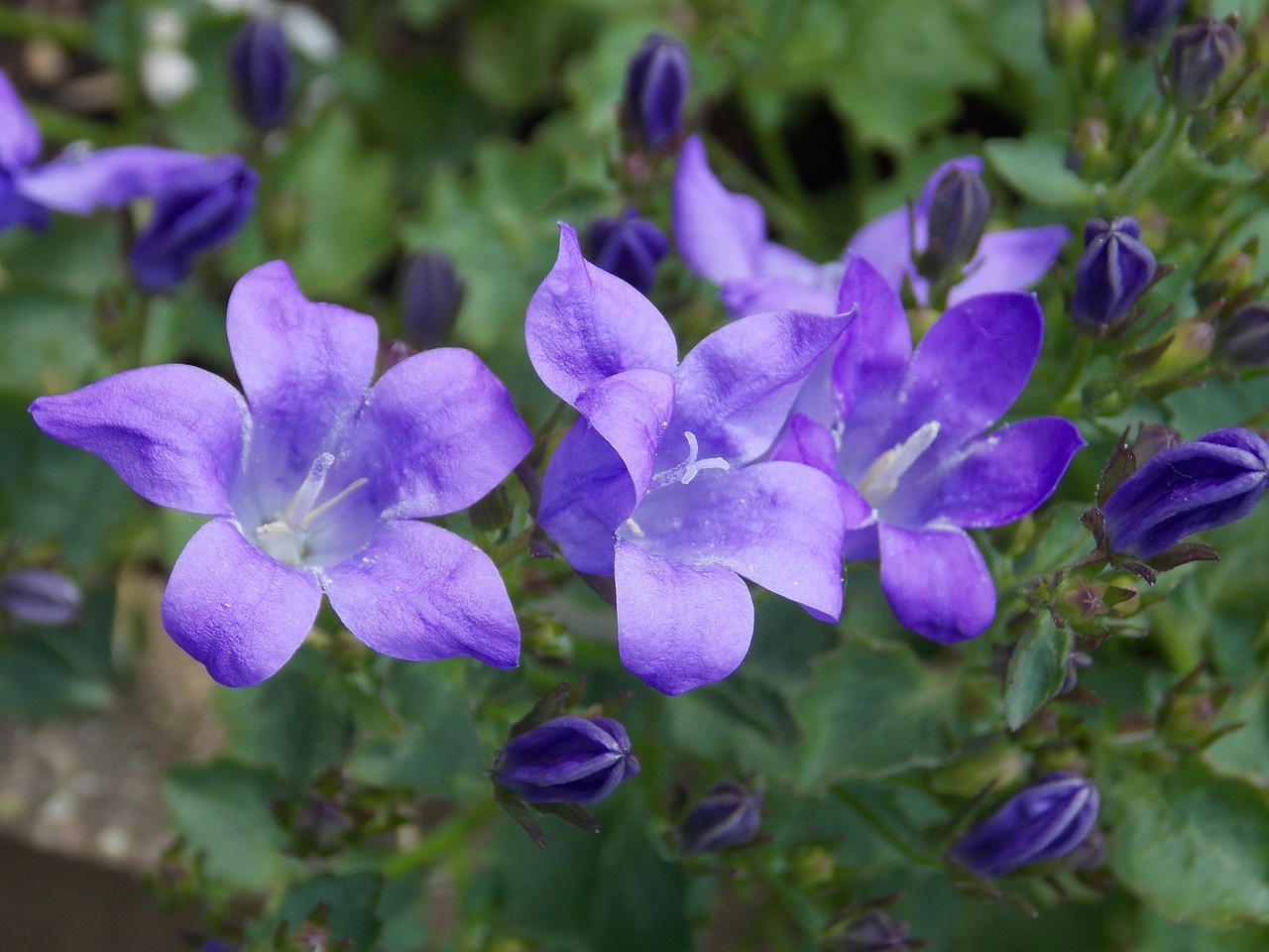 bellflower flower nature free photo