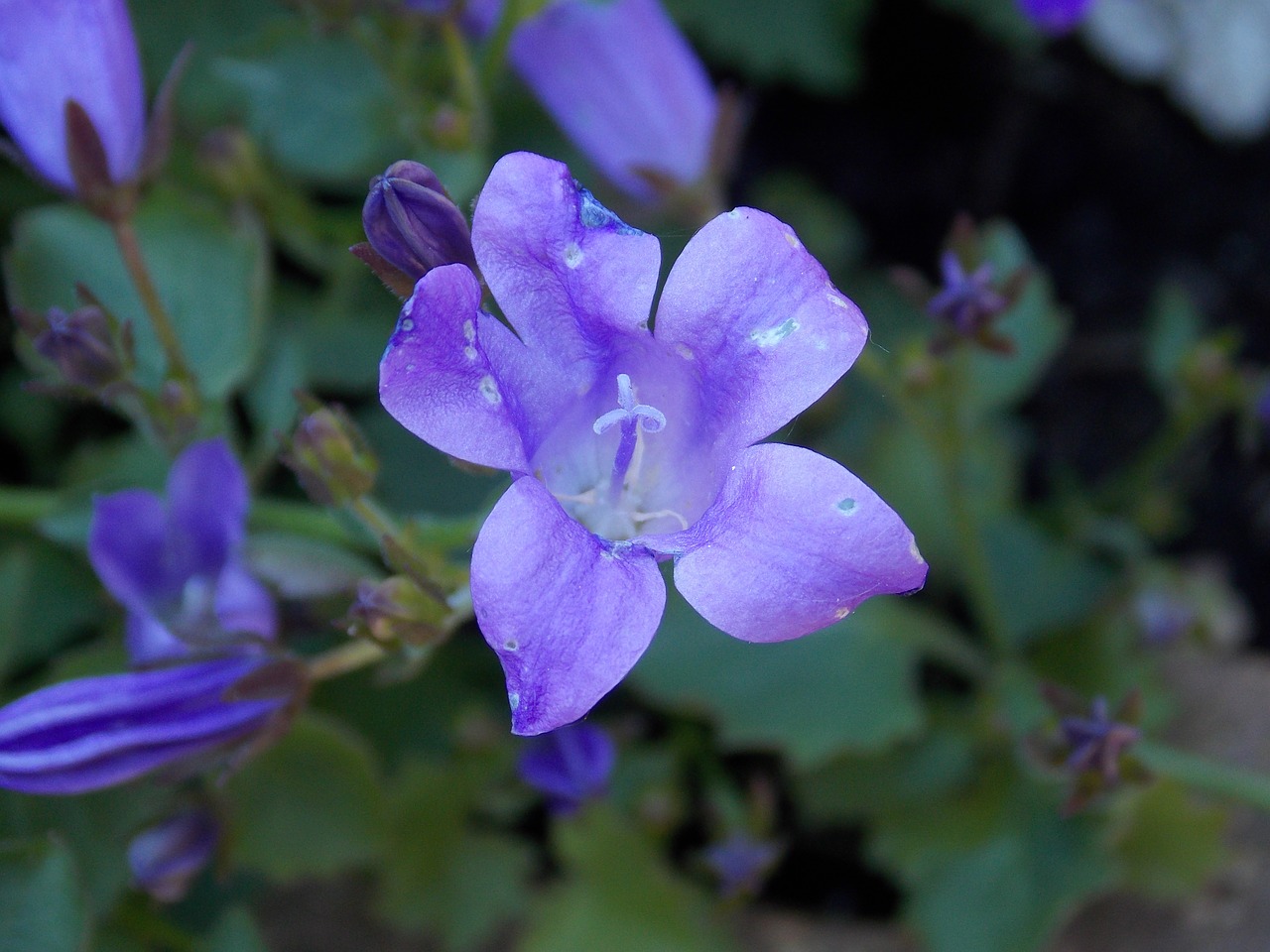 bellflower flower nature free photo