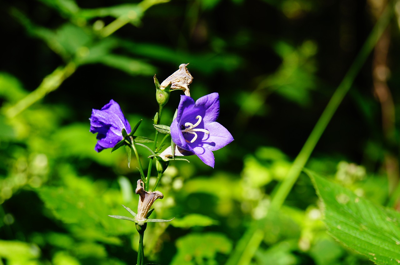 bellflower flower summer free photo