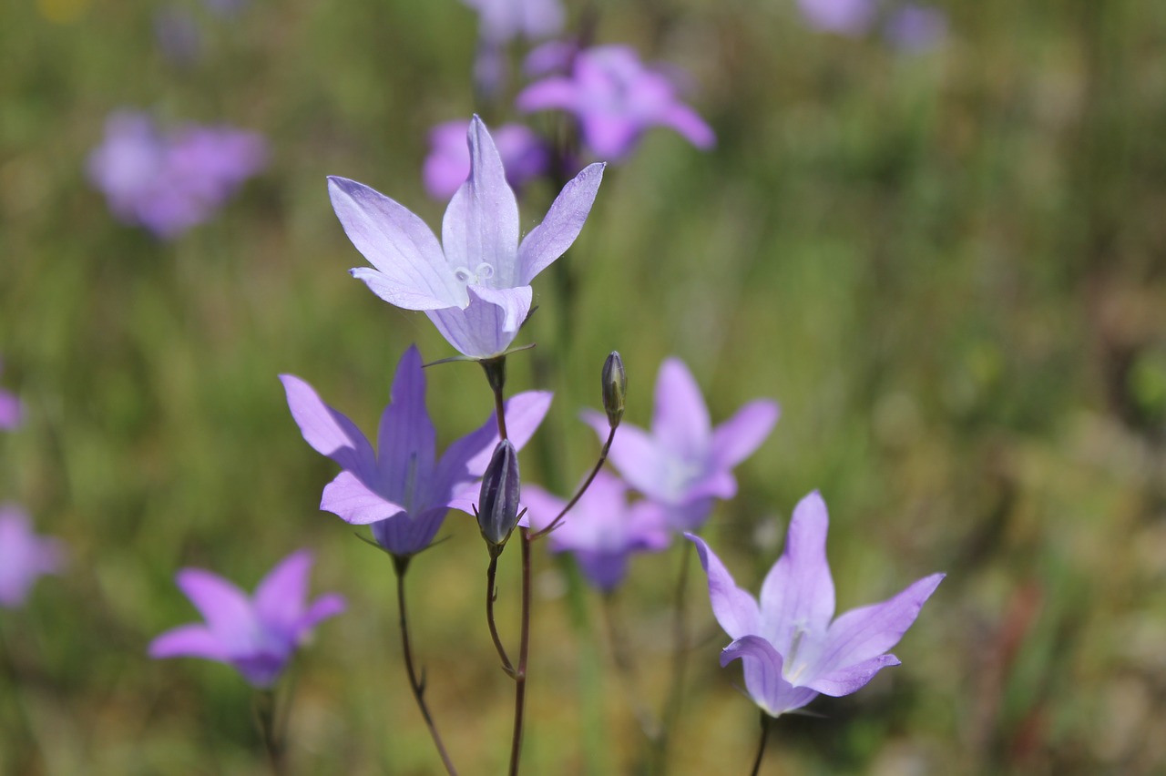 bellflower  purple  flower free photo