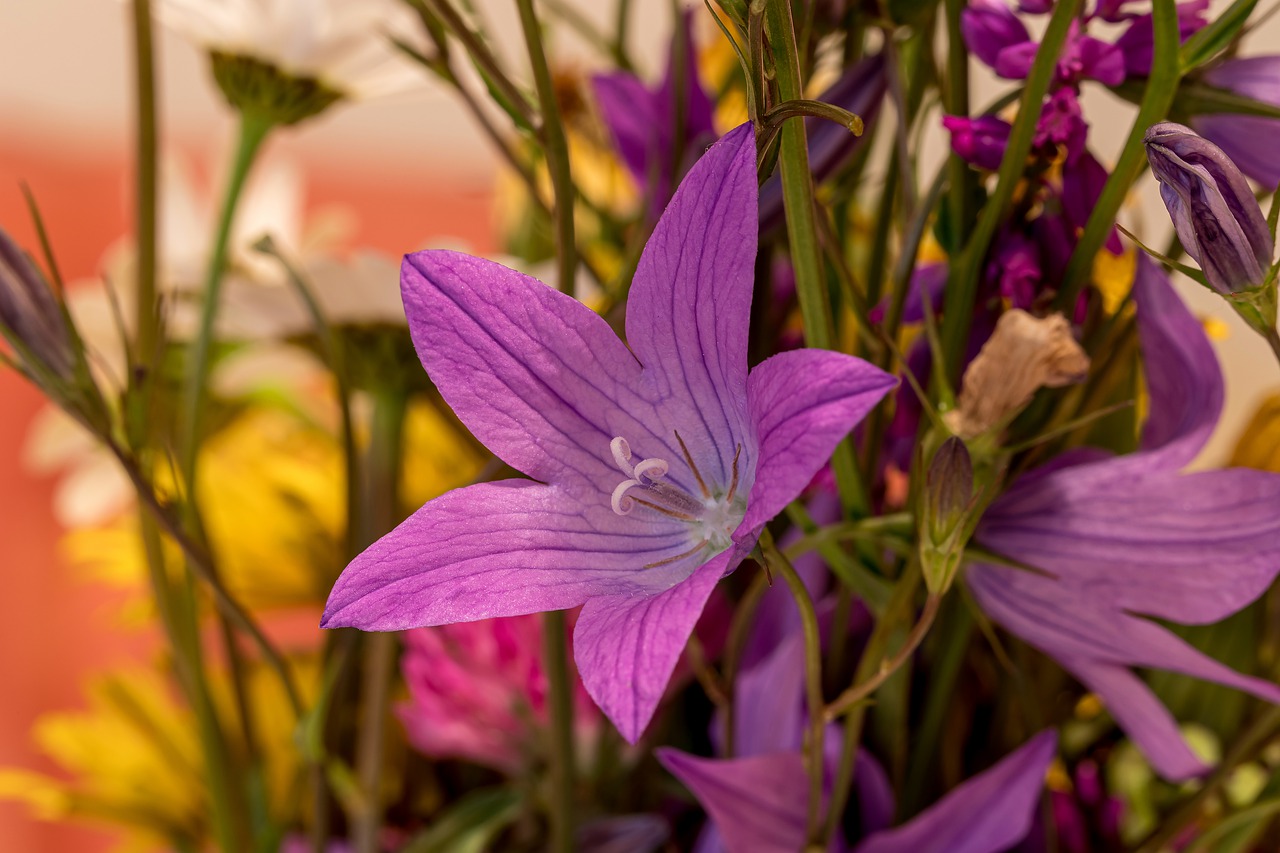 bellflower  spring  nature free photo