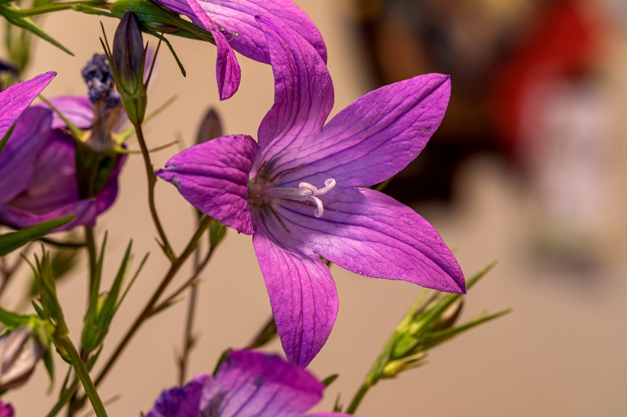 bellflower  spring  nature free photo